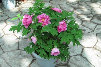 ​你知道芍药花什么时候栽种吗？