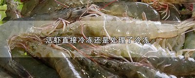 ​虾活的可以冷冻吗 活虾直接冷冻可以吗