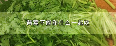 ​茼蒿不能和什么一起吃香哈网手机版 茼蒿不能和什么一起吃宝宝