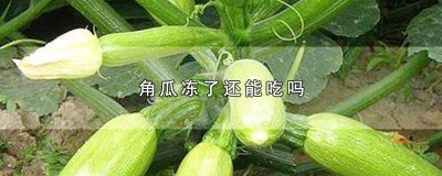 ​角瓜能冷冻吗 角瓜吃不了冻伤怎么好吃