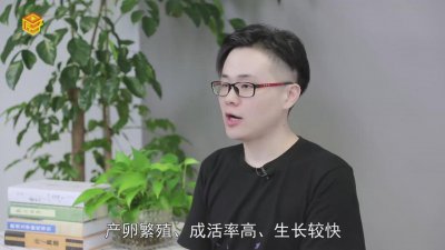 ​武昌鱼是武昌的吗「很像武昌鱼的鱼叫什么鱼」