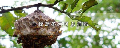 ​冬天马蜂窝能捅吗 冬天马蜂窝能捅吗有毒吗