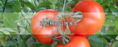 ​西红柿冬天能放多长时间 西红柿冬天可以放几天