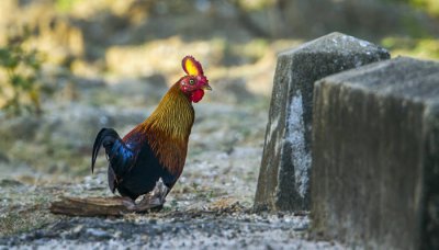 ​锦鸡会飞吗? 锦鸡是不是飞禽