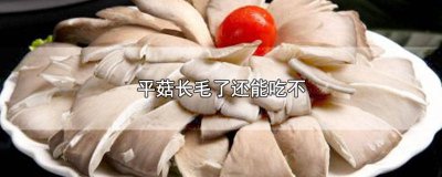 ​平菇长毛了能不能吃 长毛了的平菇还能吃吗