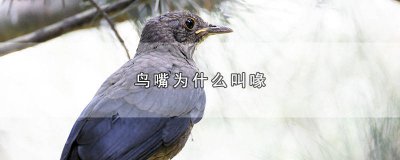 ​鸟的嘴巴为什么叫喙 鸟喙是鸟嘴吗