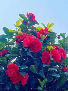 ​四季茶花养护新技能,养护注意几点,开花一茬接一茬 四季茶花养护