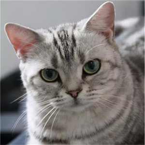 ​英短虎斑猫多少钱一只正常价