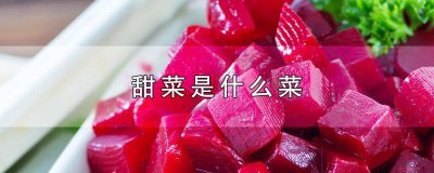 ​美国的甜菜是什么菜 甜菜是什么菜