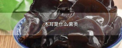 ​木耳是菌类? 木耳为什么是菌类