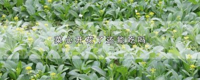 ​广东菜心开花了还能吃吗 菜心开花了还能吃吗?