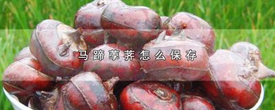 ​马蹄荸荠怎样保存 荸荠冬天怎么储存