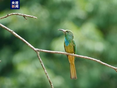 ​云南江城首次拍摄记录到“中国最美小鸟”蓝须蜂虎