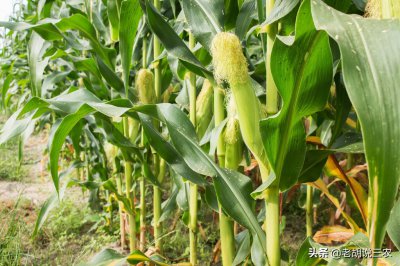 ​良玉99和东单1331哪个好（玉米种子排名前10）