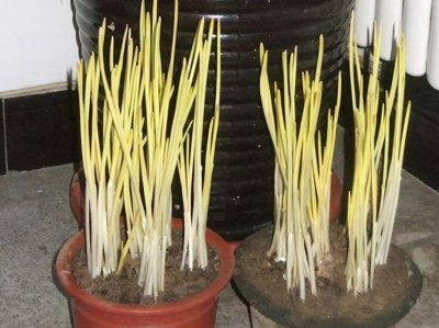 ​蒜黄怎么种植出来的（蒜黄怎么种植出来的视频教程）