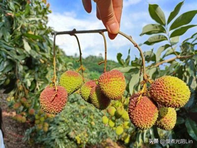 ​荔枝吃多了有什么危险 荔枝吃多有害吗