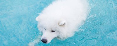 ​狗狗总是乱吃东西怎么办 狗一直乱吃东西怎么办