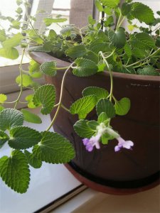 ​薄荷的花语是愿和你再次相遇吗? 你知道薄荷花的花语吗