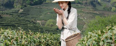 ​煮茶器适合煮什么茶 喷淋式煮茶器反复沸腾好不好