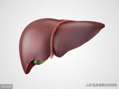 ​肝脏在身体的部位清晰图 肝脏在身体哪个位置示意图