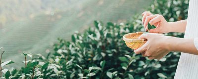 ​如何选买茶叶 茶叶选购技巧视频