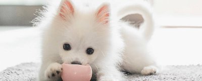 ​狗为什么无缘无故咬人 狗为什么疯狂的咬自己