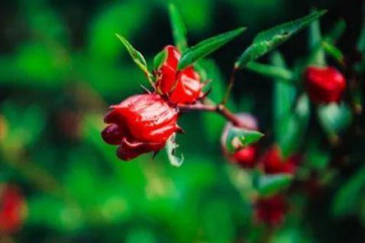 ​百玫瑰花花语 玫瑰是百花之王吗