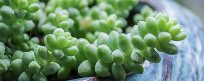 ​仙人掌的特点 仙人掌的特点和作用