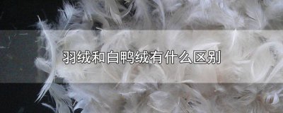 ​白鸭绒和羽绒一样吗 白鸭毛绒与羽绒区别图片对比