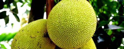 ​菠萝蜜肉熟透的表现 菠萝蜜熟透了肉是什么样子