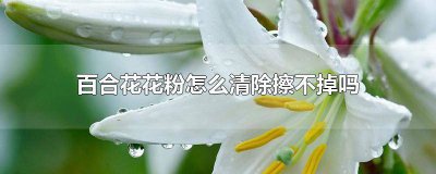 ​百合花粉怎么能擦得掉 百合花花粉怎样清除