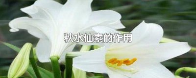 ​秋水仙素的作用原理高中生物 秋水仙素的作用是抑制纺锤体的形成吗