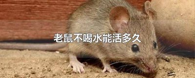 ​老鼠只喝水能活多久 老鼠不喝水不吃东西能活多久