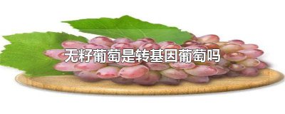 ​没籽的葡萄是不是转基因的葡萄 没籽的葡萄是不是转基因的水果