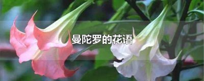 ​绿色曼陀罗的花语与寓意是什么 绿色曼陀罗的花语是啥