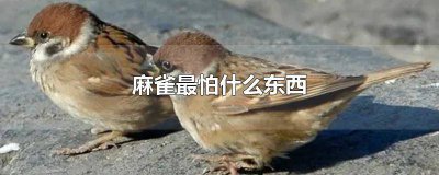 ​麻雀害怕什么气味 麻雀最怕啥颜色的东西啊