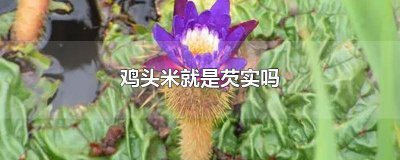 ​芡实跟鸡头米一样吗 芡实和鸡头米一样吗?