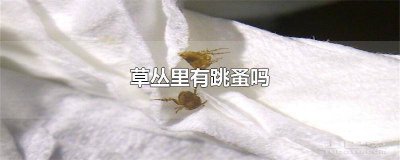 ​草丛有跳蚤吗 草丛里的跳蚤