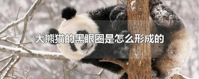 ​大熊猫的黑眼圈是怎么形成的视频 大熊猫的黑眼圈是怎么产生的