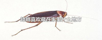 ​蟑螂喜欢藏在家里什么地方 家里怎么会有蟑螂应该藏在什么地方
