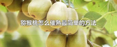 ​请问猕猴桃怎么催熟 怎样快速催熟猕猴桃的方法