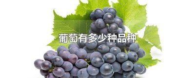 ​葡萄有多少种品种? 葡萄有多少种品种分别是什么