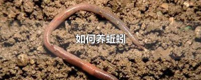 ​羊粪便可以养蚯蚓吗 牛羊粪养蚯蚓的简单方法