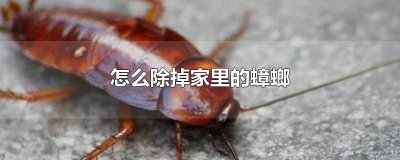 ​怎么祛除家里的蟑螂 怎么样除掉家里的蟑螂最有效的方法