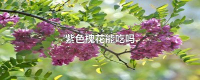 ​紫色槐花能吃吗,怎么做好吃 紫色槐花能吃吗?能吃图片
