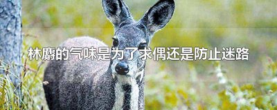 ​林麝的獠牙是为了求偶还是防止迷路 林麝的气味为了什么