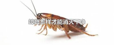 ​如何才能把蟑螂消灭干净 蟑螂怎么消灭干净