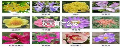 ​秋天的花有哪些花开什么颜色 秋天开放的花是什么颜色的