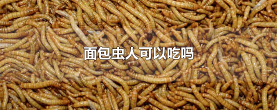​人吃面包虫吗 面包虫人类可以吃吗