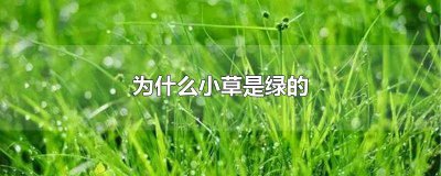 ​什么样的小草绿了 草地绿绿的像什么二年级